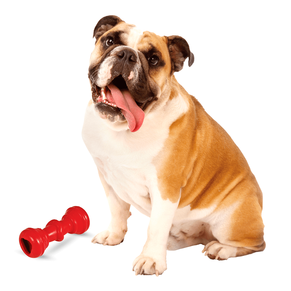 soft dog chew bones