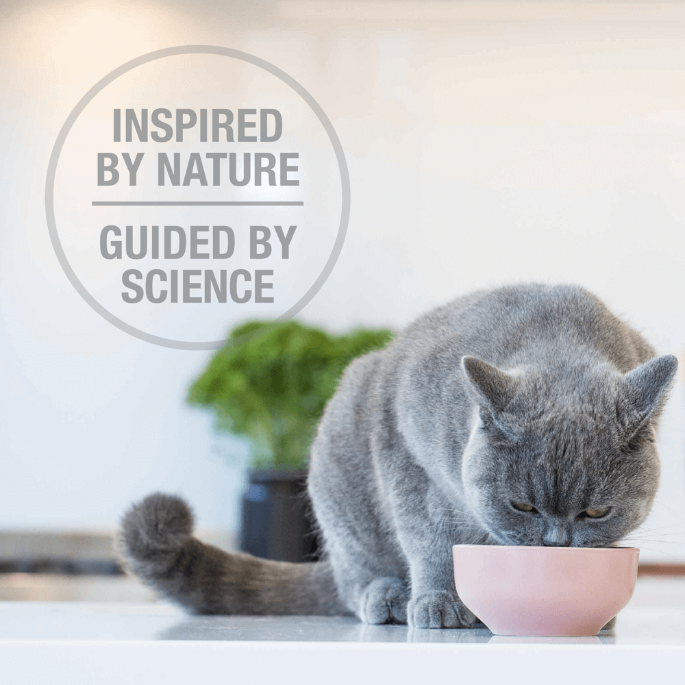 feline natural website