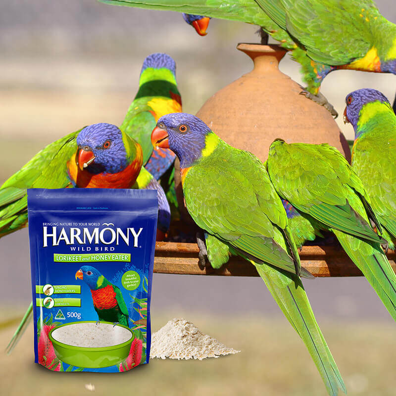 wildbird rainbow lorikeet