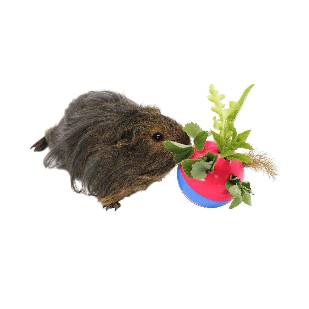 guinea pig treat ball