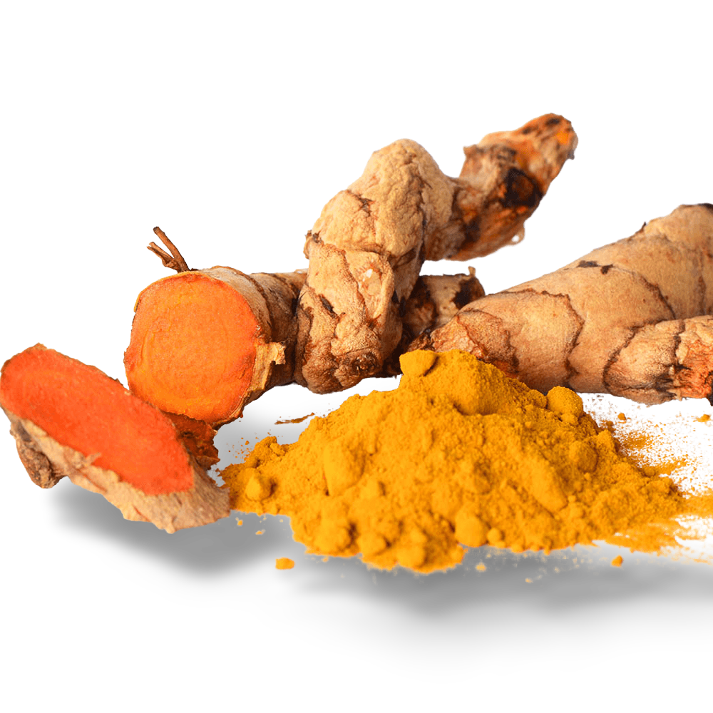 healthy everyday pets dog food