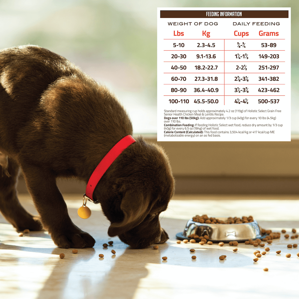 Buy Holistic Select Dry Dog Food Senior Chicken And Lentils Online