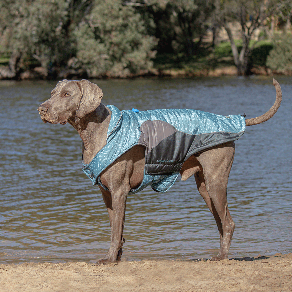 Alpine dog coat Clearance