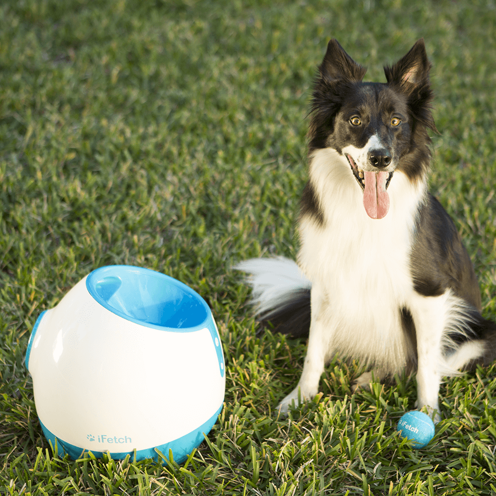 ifetch too interactive ball launcher for dogs