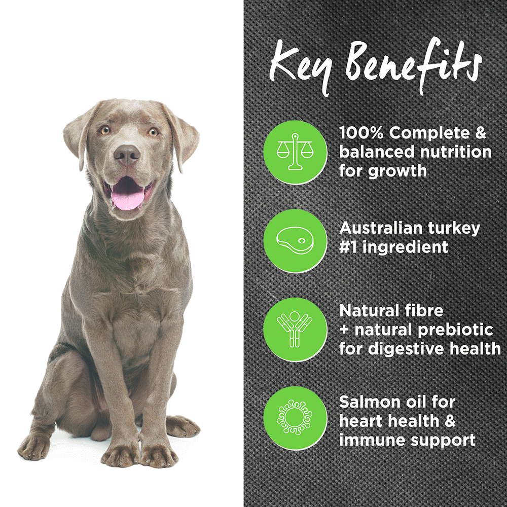 ivory coat large breed