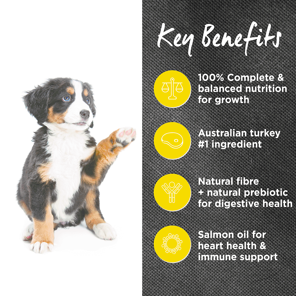 ivory coat large puppy