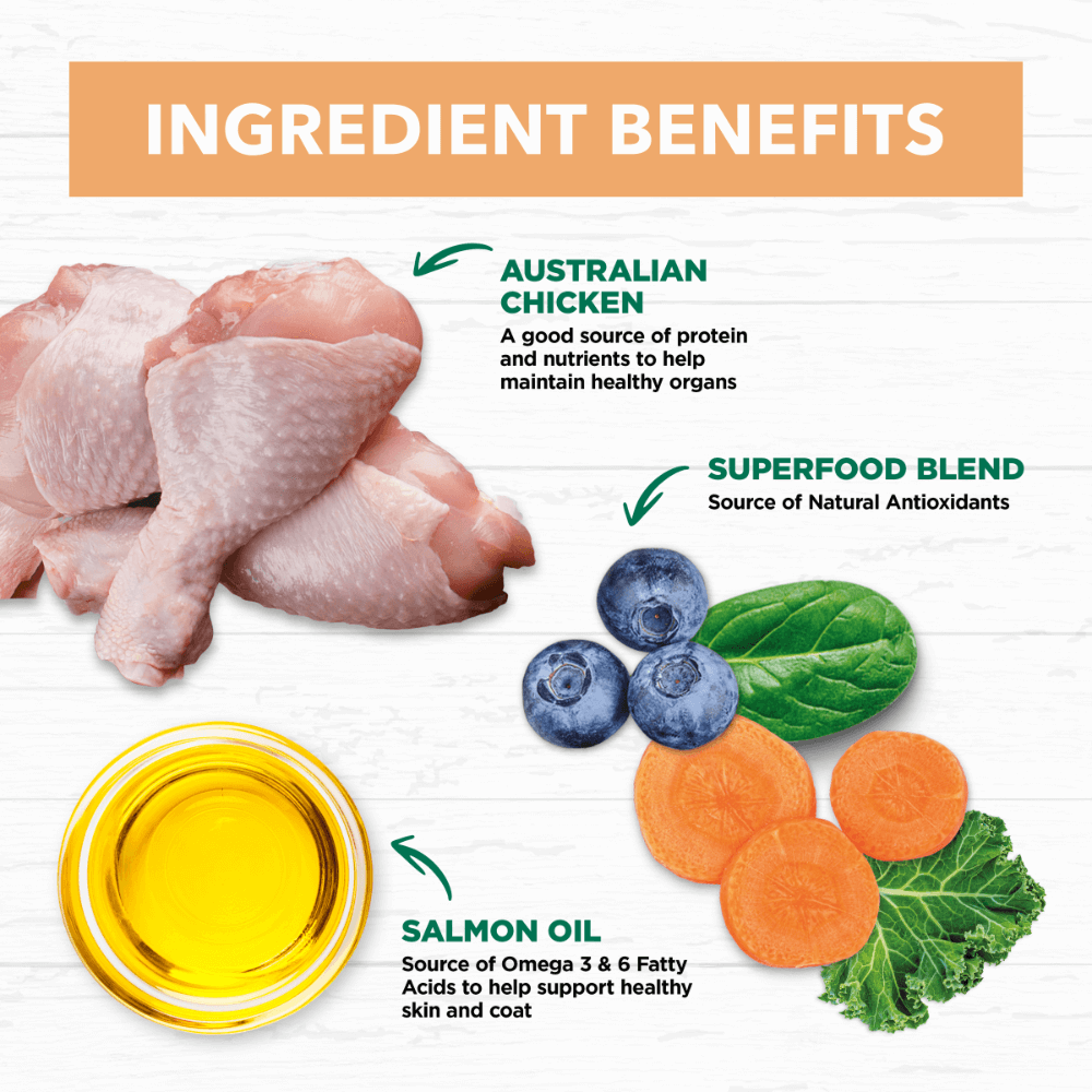 Ivory coat kitten food review Clearance