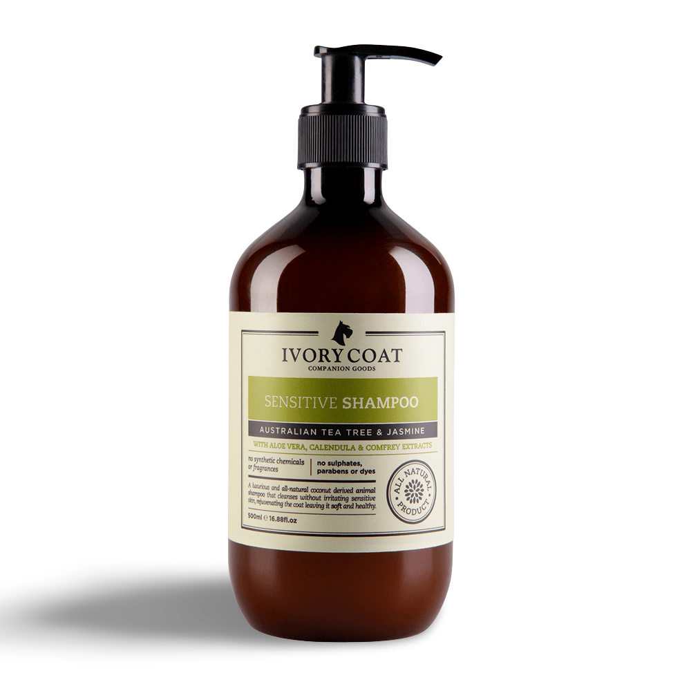 chow chow dog price in indore