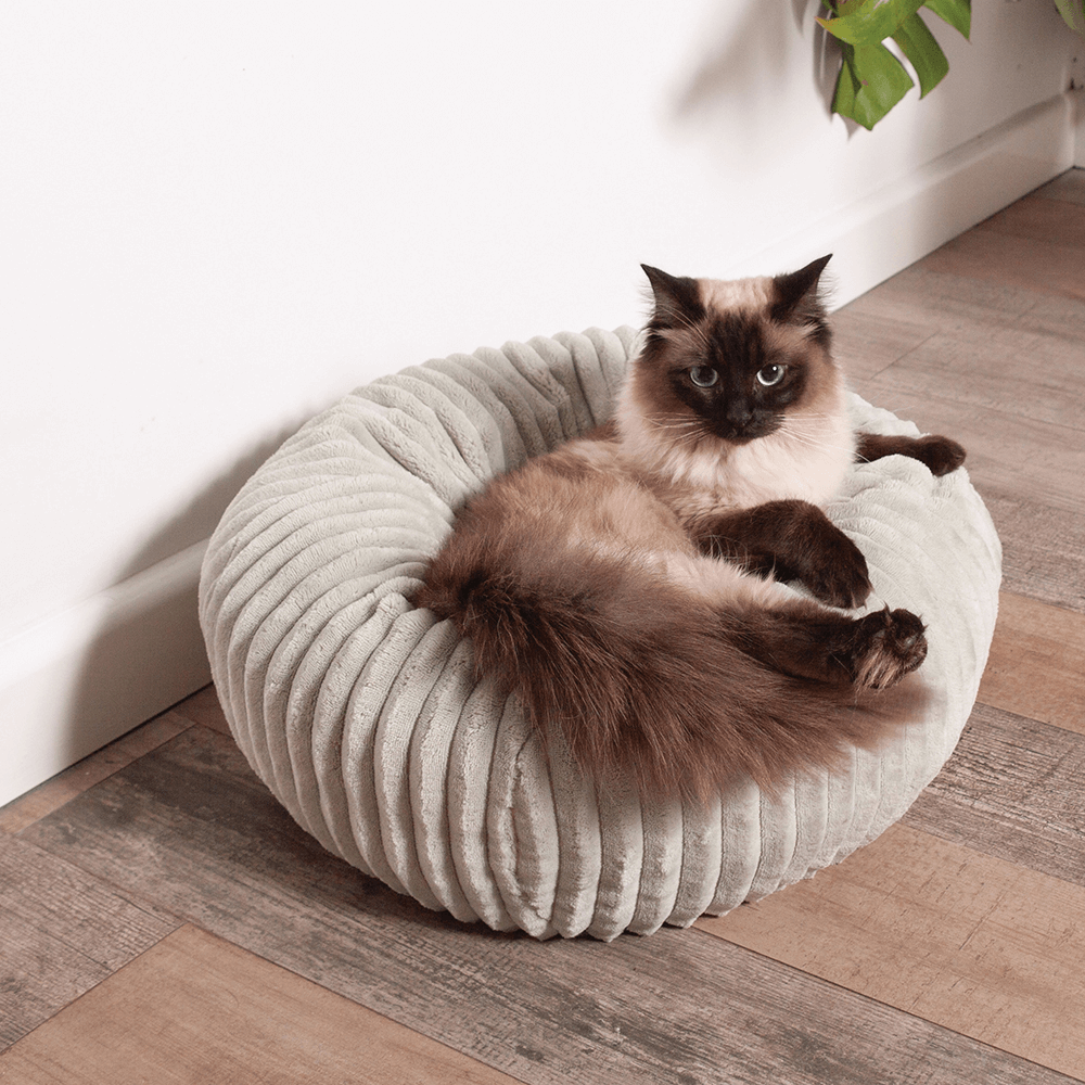 Buy Kazoo Bed Joey Online Low Prices, Free Shipping