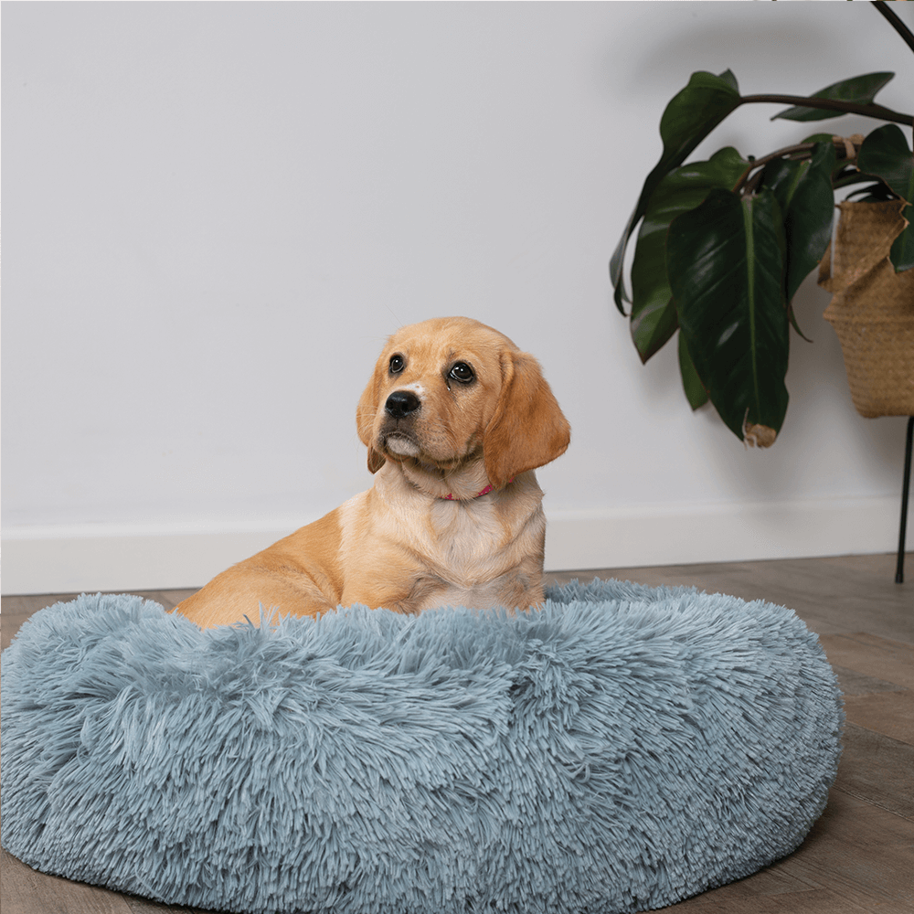 Buy Kazoo Bed Peacock Online Low Prices, Free Shipping