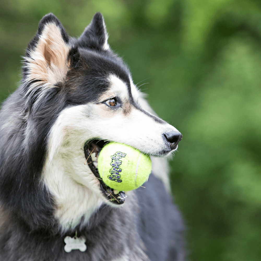 Buy Kong Airdog Squeaker Balls Online Low Prices Free Shipping