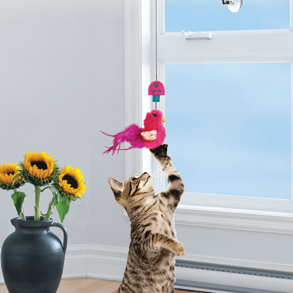 Buy Kong Cat Window Teaser Online Better Prices At Pet Circle