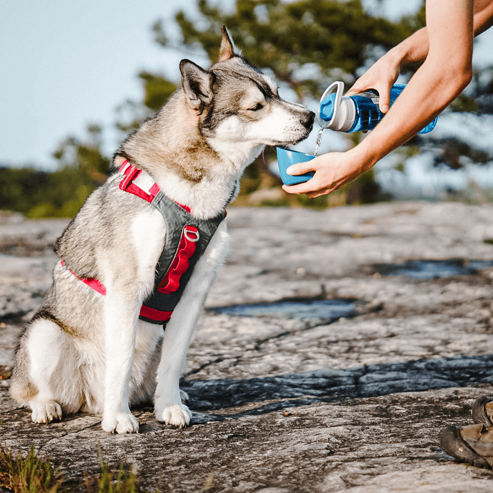 kurgo water bowl
