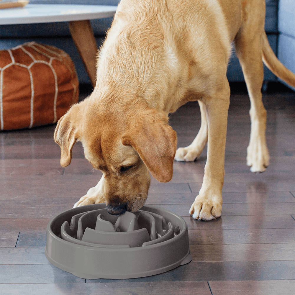 Buy Outward Hound Fun Feeder Slo Bowl Grey Online Low Prices, Free