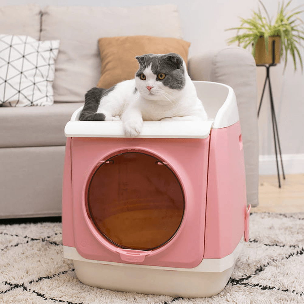 tom cat litter box