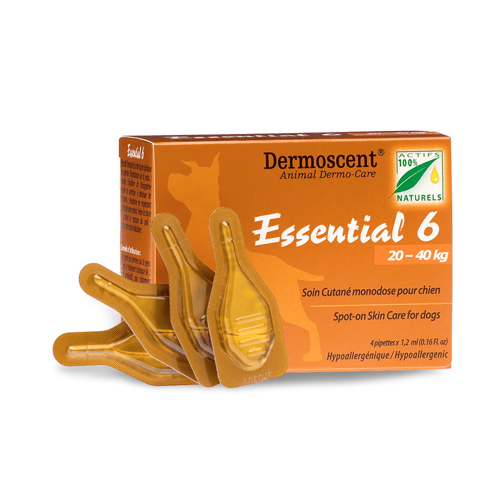 cesar dog food petsmart