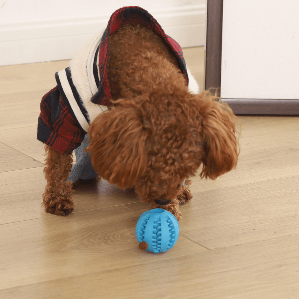 Buy Paws For Life Interactive Treat Ball Online Better Prices At Pet