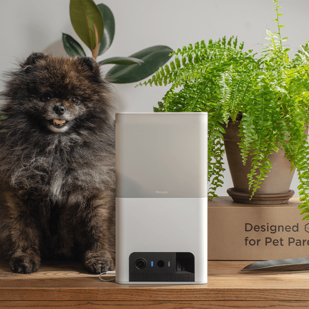 Petcube Bites Nest Cam For Pets Petcube Bites Litre Pet Camera