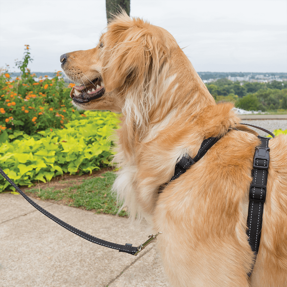 Buy Petsafe 3 In 1 Dog Harness And Car Restraint Black Online Better