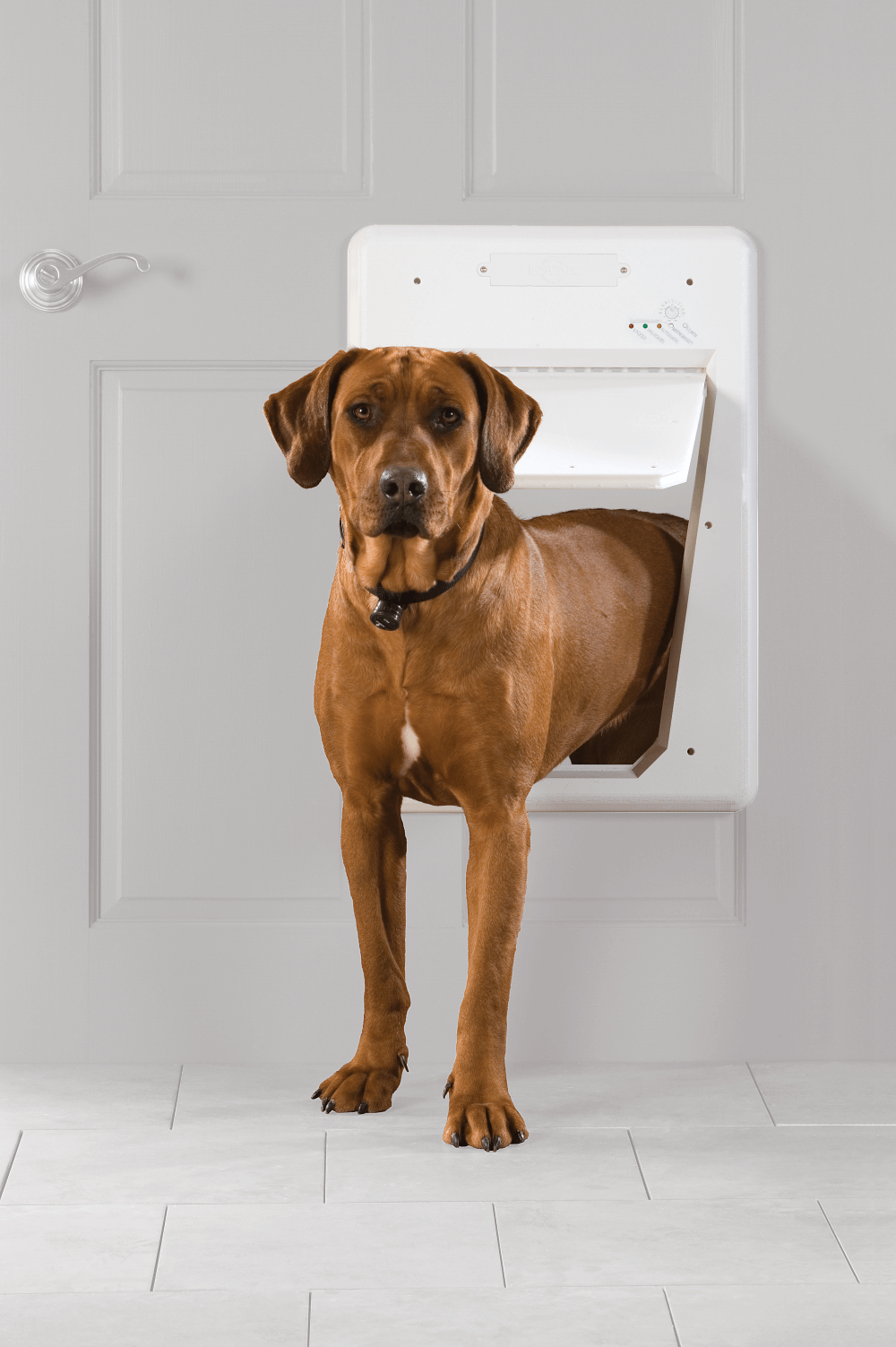 petsafe electronic smartdoor medium