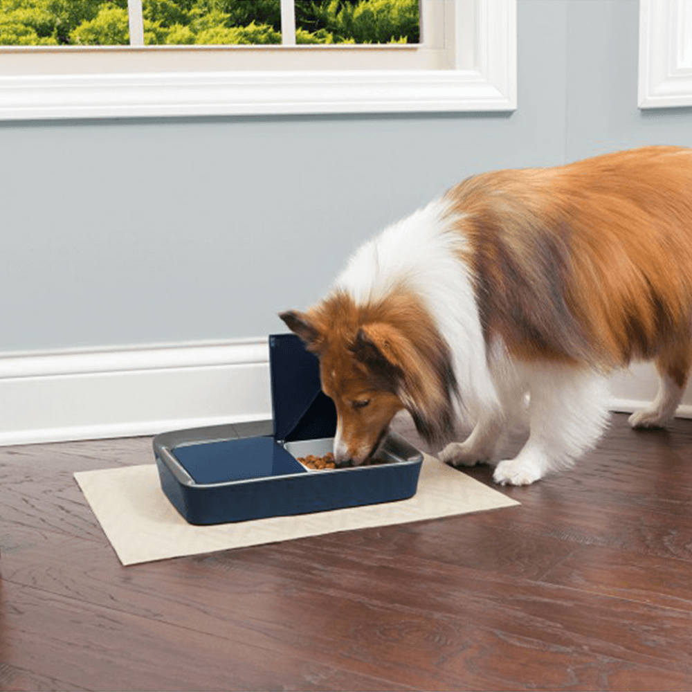 petsafe dog feeder