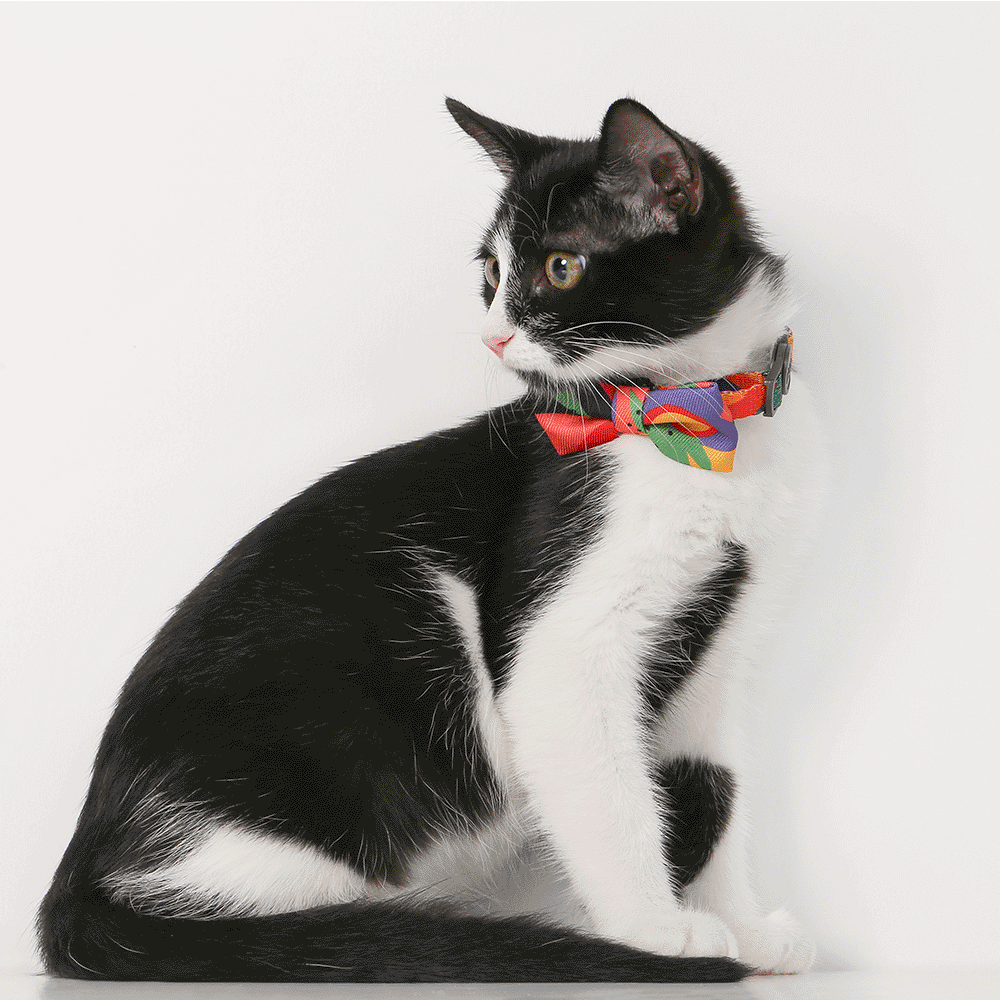 cat tie collar