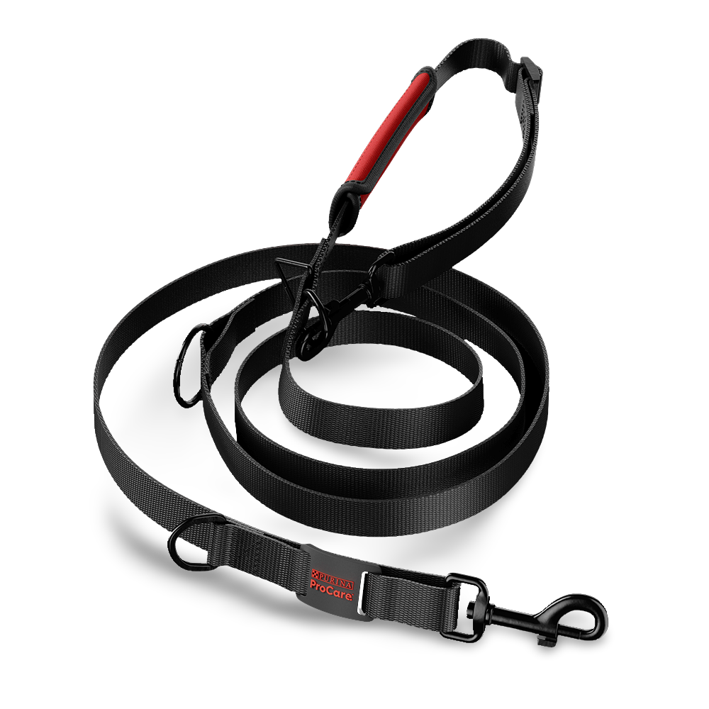 Buy Procare Training Lead Online Better Prices At Pet Circle