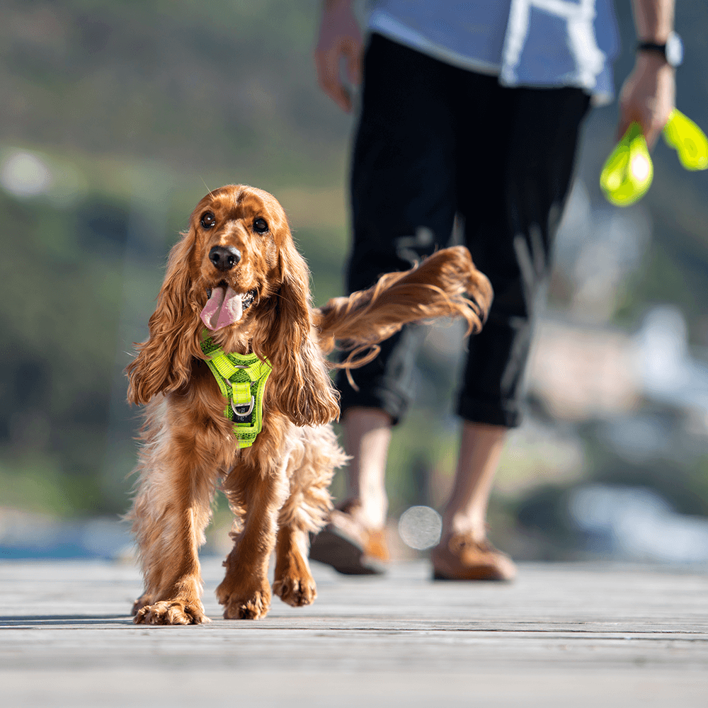 rogz explore harness price