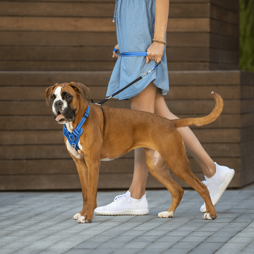 kong no pull harness