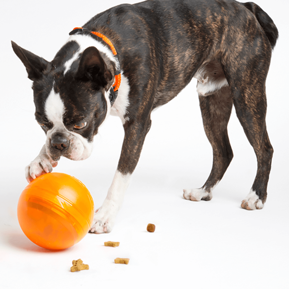 dog treat dispensers