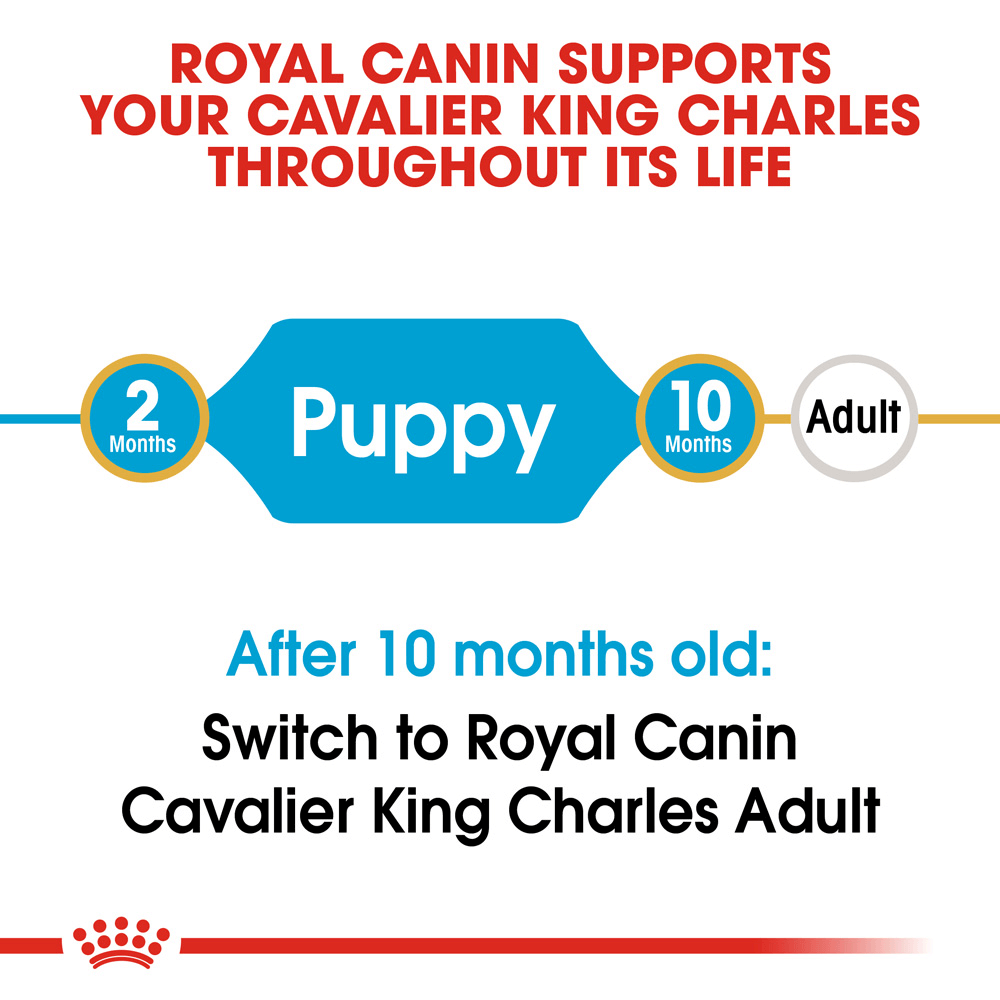 Buy Royal Canin Cavalier King Charles Puppy Dry Dog Food Online
