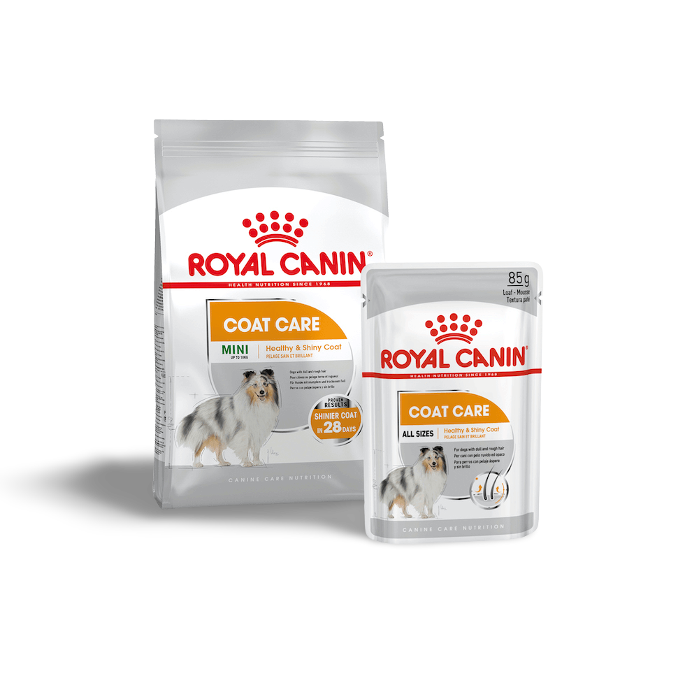 Buy Royal Canin Coat Care Loaf Adult Wet Dog Food Pouches Online Low