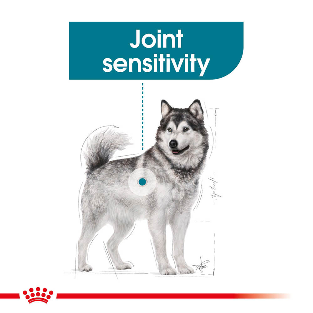 Buy Royal Canin Maxi Adult Joint Care Dry Dog Food Online Better