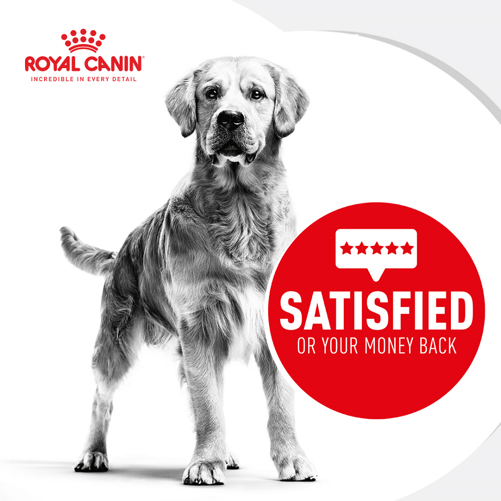 Buy Royal Canin Medium Digestive Care Adult Dry Dog Food Online