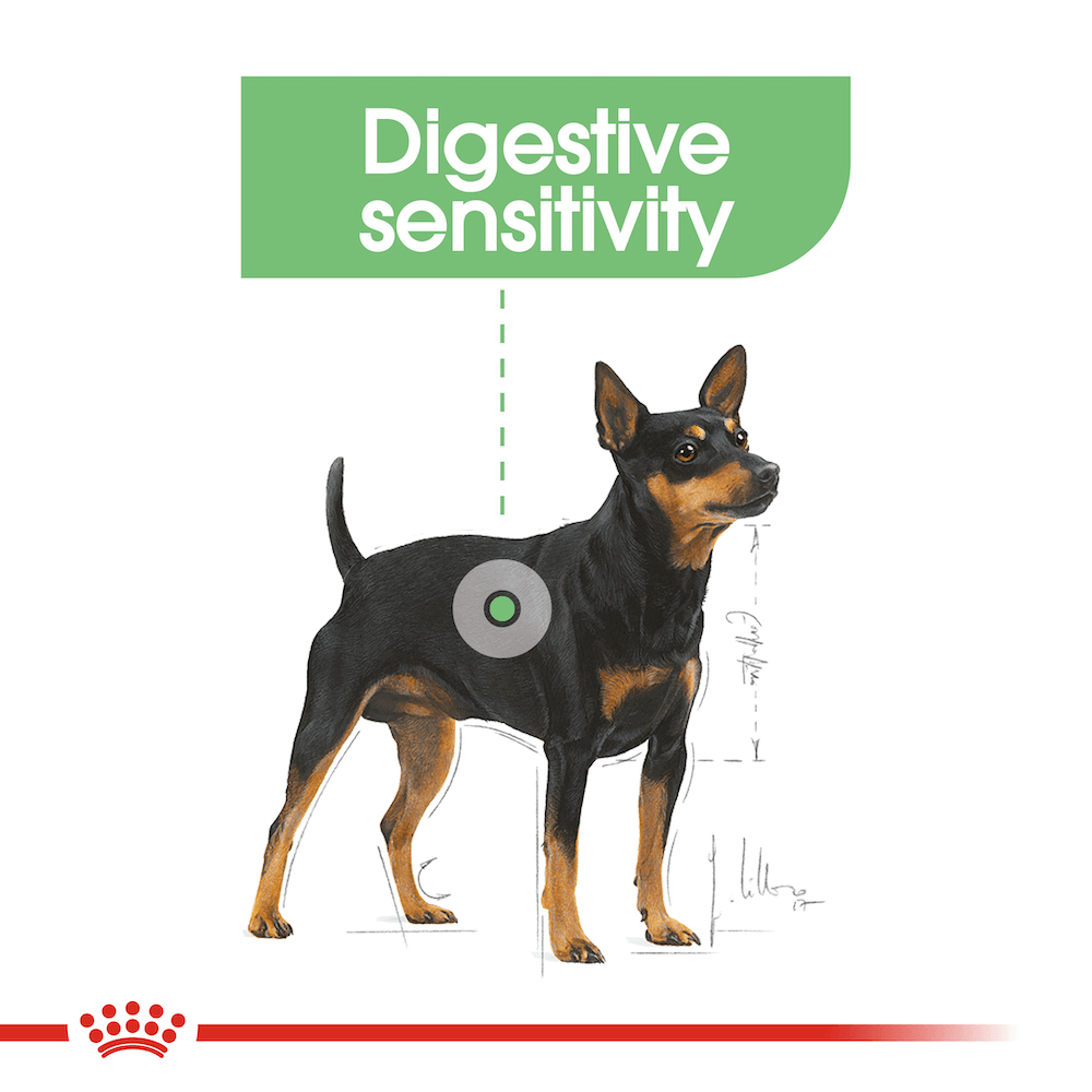royal canin digestive mini