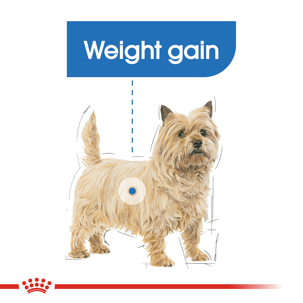 royal canin mini weight care dry dog food