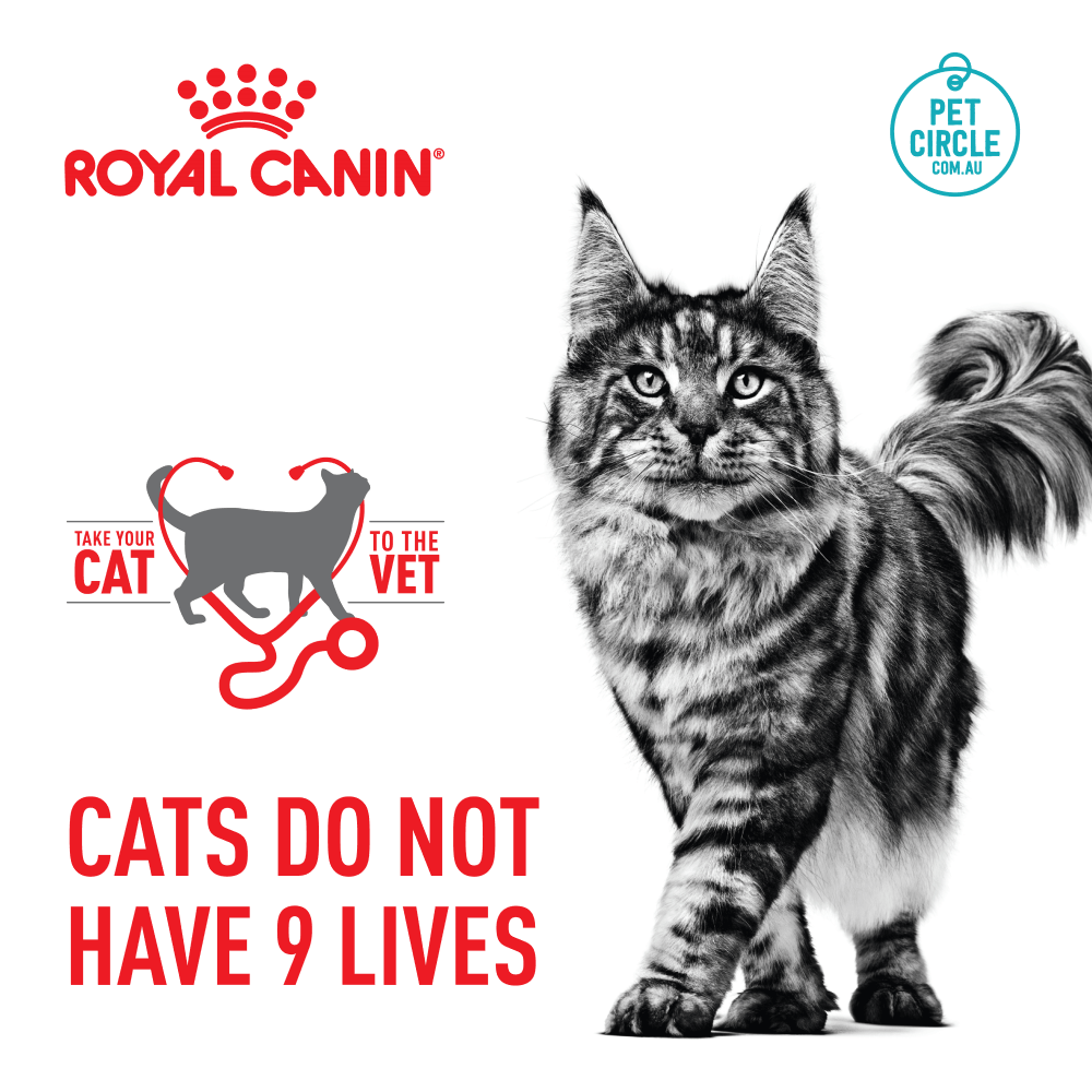 royal canin cat food oral care