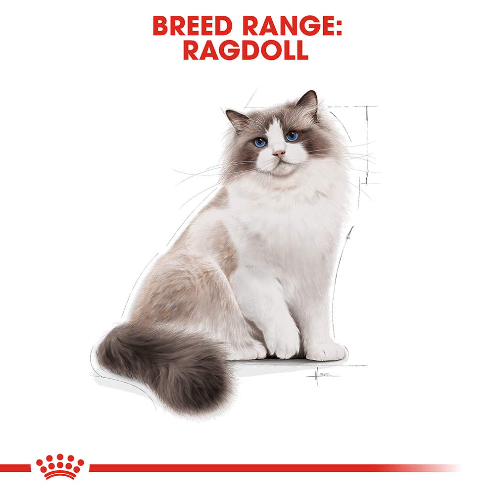 royal canin ragdoll 2kg