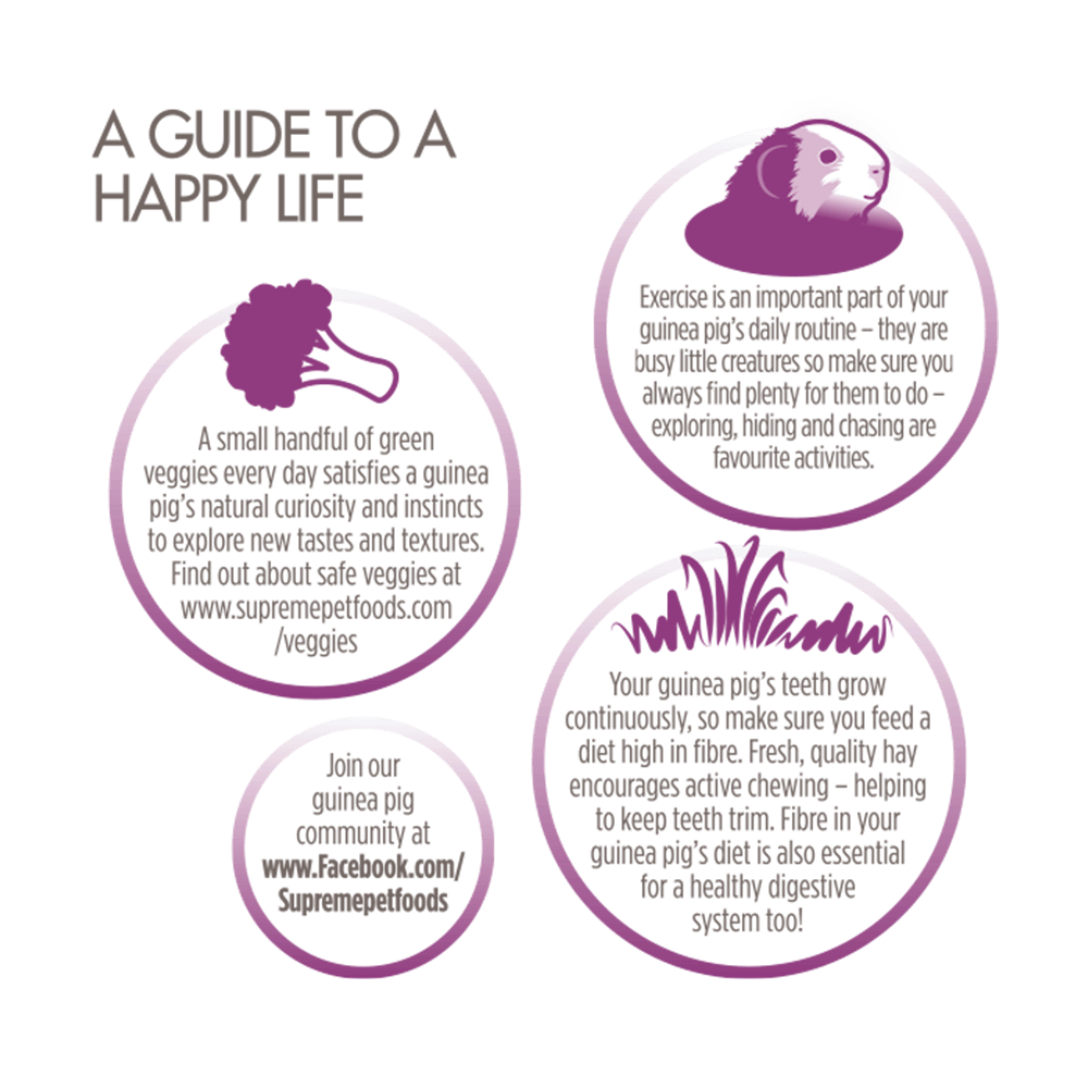 supreme selective guinea pig