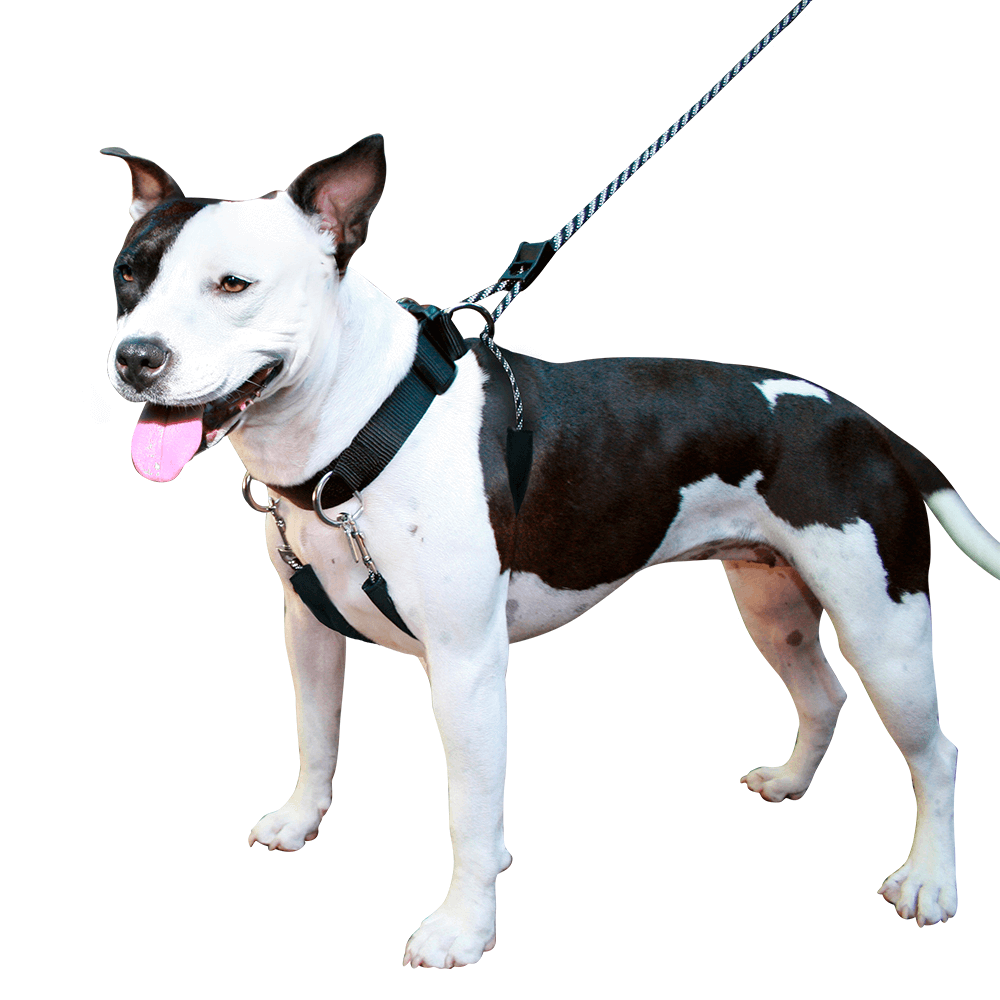Buy Sporn Big Dog Halter Online Better Prices At Pet Circle
