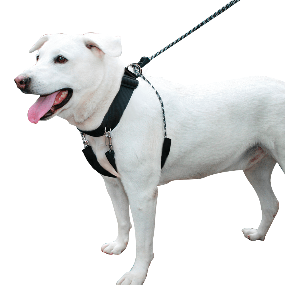 Buy Sporn Big Dog Halter Online Better Prices At Pet Circle