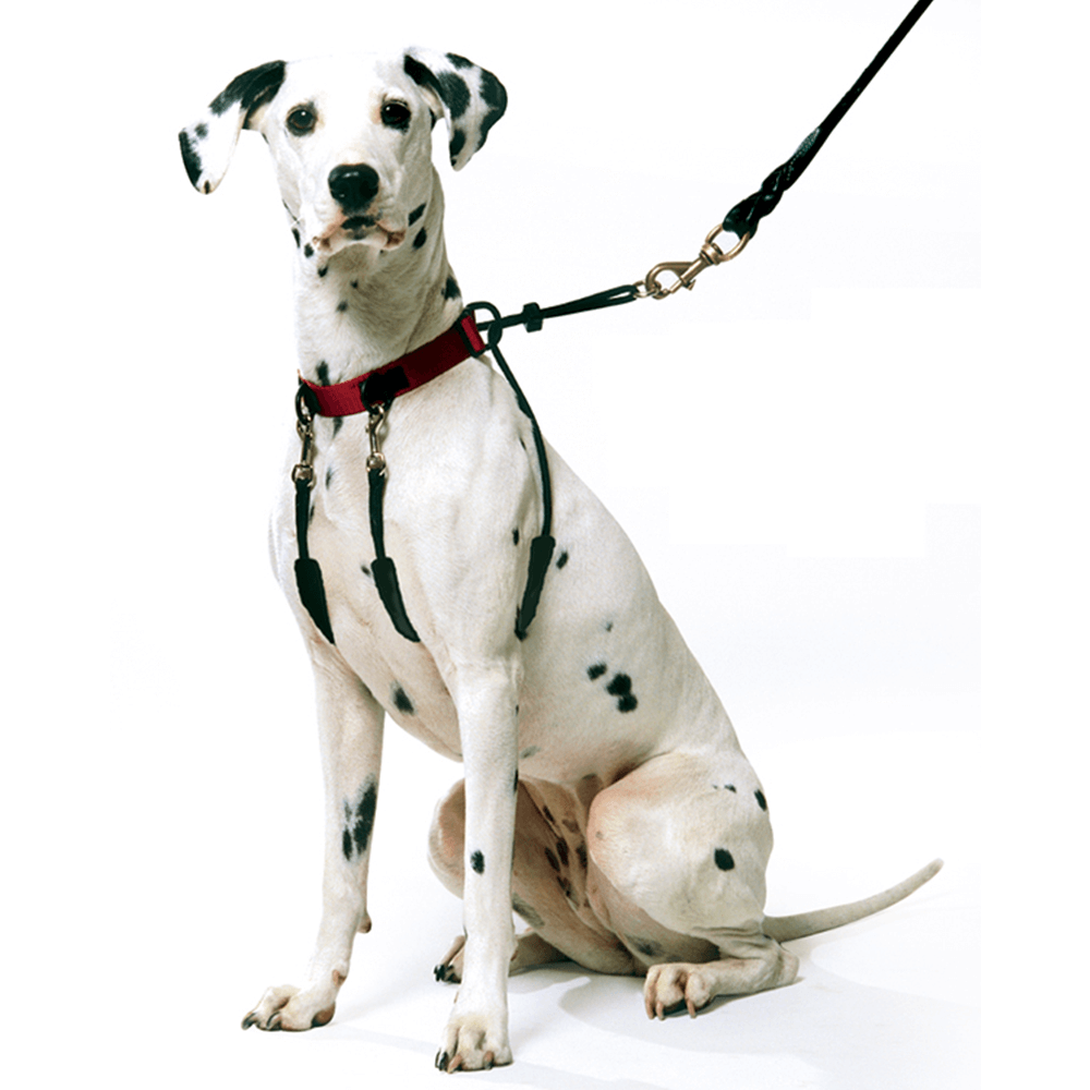 sporn big dog halter