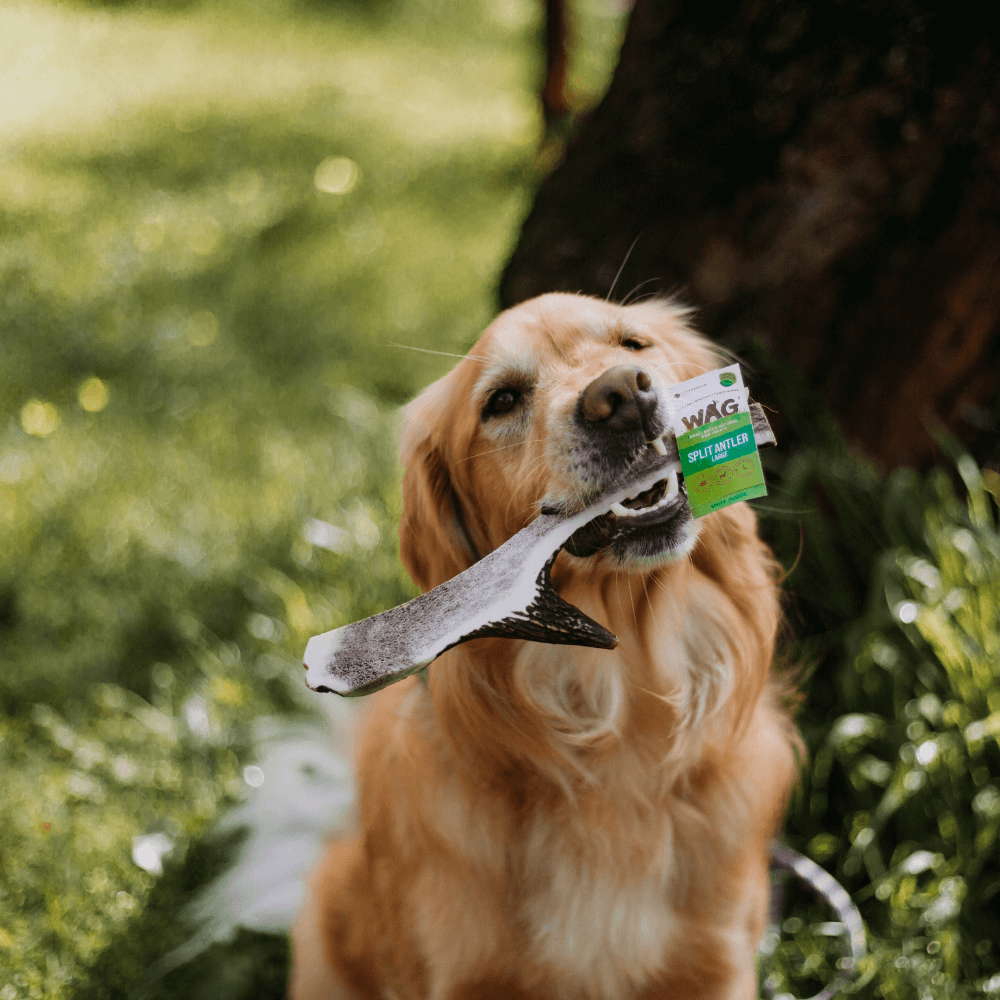 cdc dog bite treatment