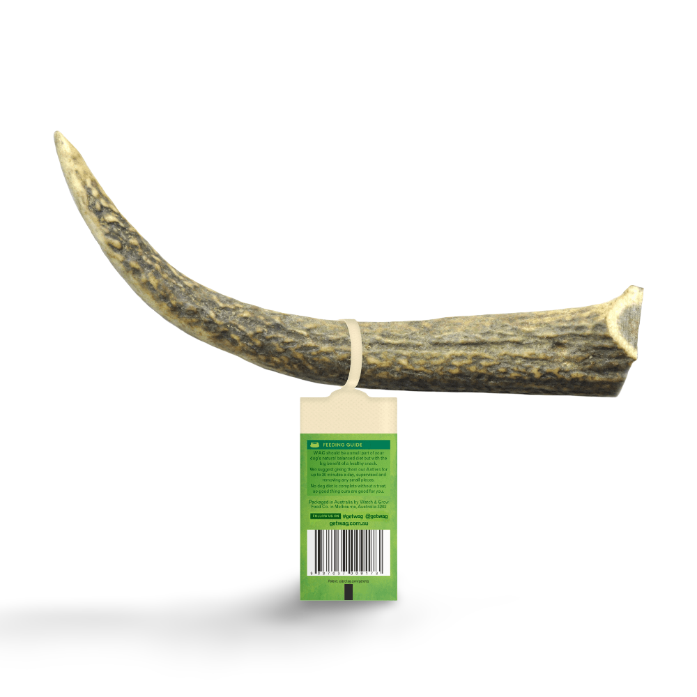 kong antler large