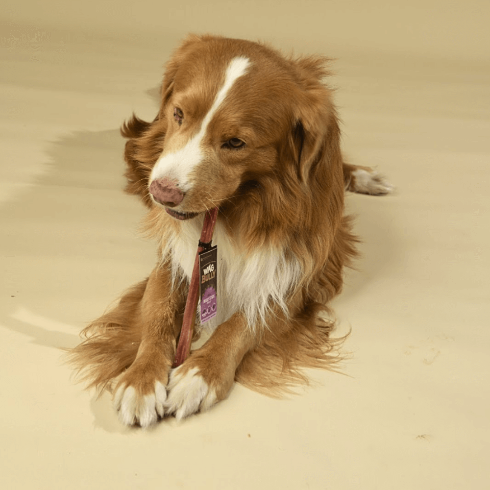 Buy Wag Dog Treats Bully Stick Large Online Better Prices At Pet Circle