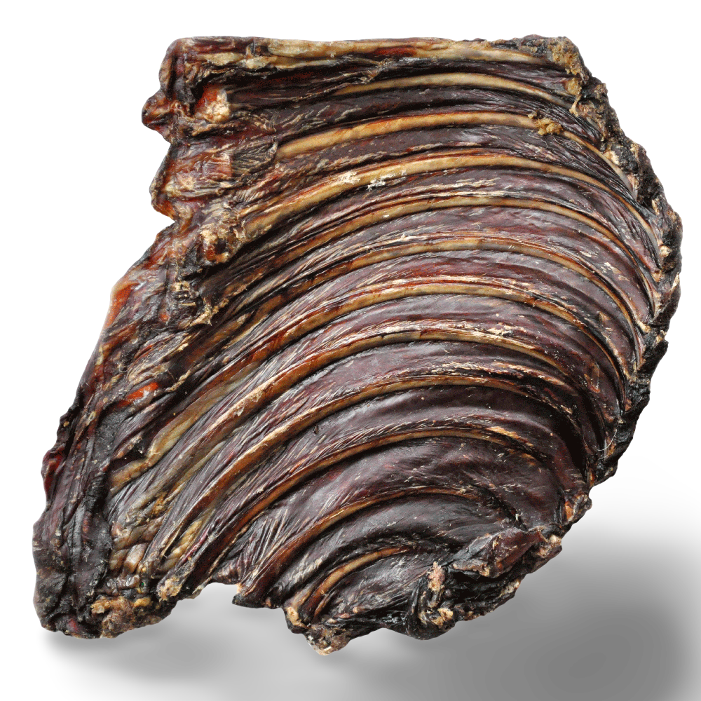 kangaroo ribs for dogs