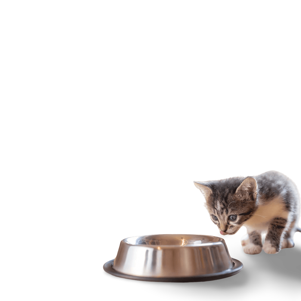 wellness core kitten