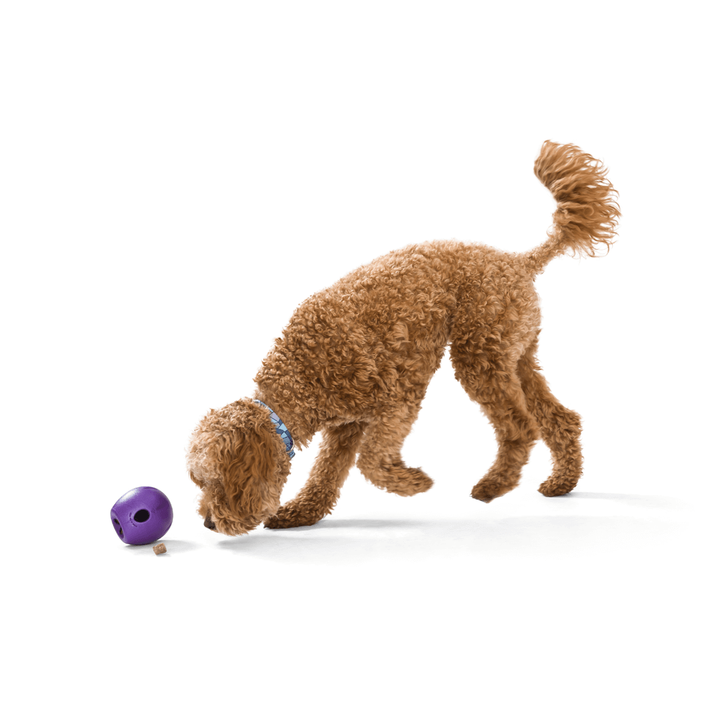 Buy West Paw Rumbl Small Dog Toy Eggplant Online Low Prices, Free